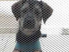 Cachorro raça srd idade 2 a 6 meses nome Bernarda Estopinha