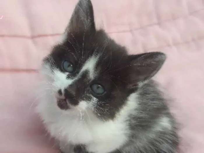 Gato ra a Sem raça definida idade 2 a 6 meses nome Sem nome