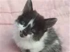 Gato raça Sem raça definida idade 2 a 6 meses nome Sem nome