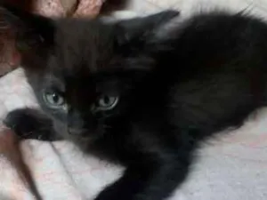 Gato raça SRD idade Abaixo de 2 meses nome -
