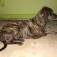 Manuela