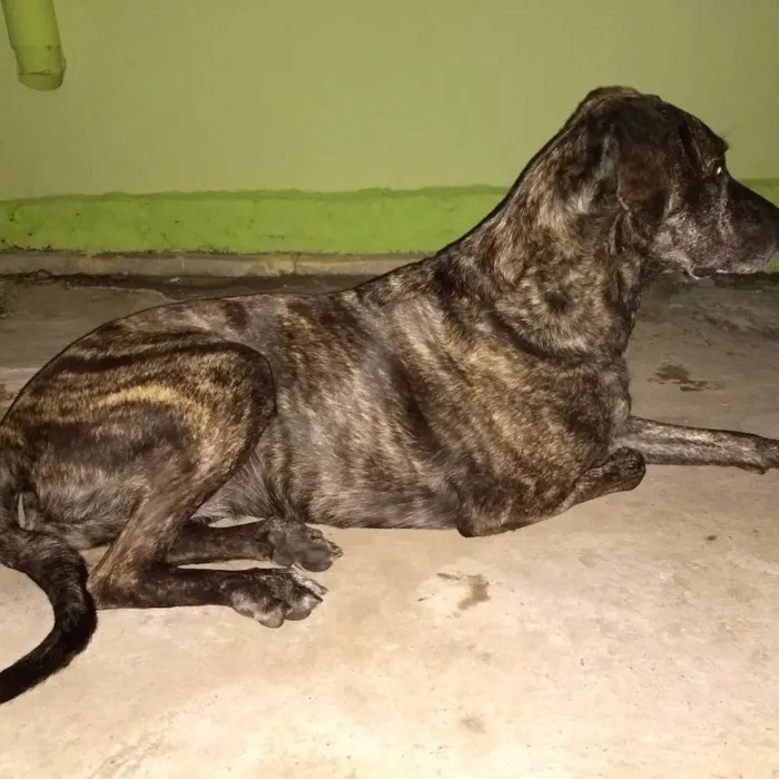 Cachorro ra a Mestiça idade 5 anos nome Manuela