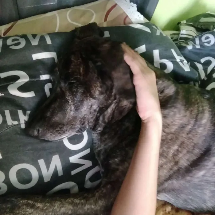 Cachorro ra a Mestiça idade 5 anos nome Manuela
