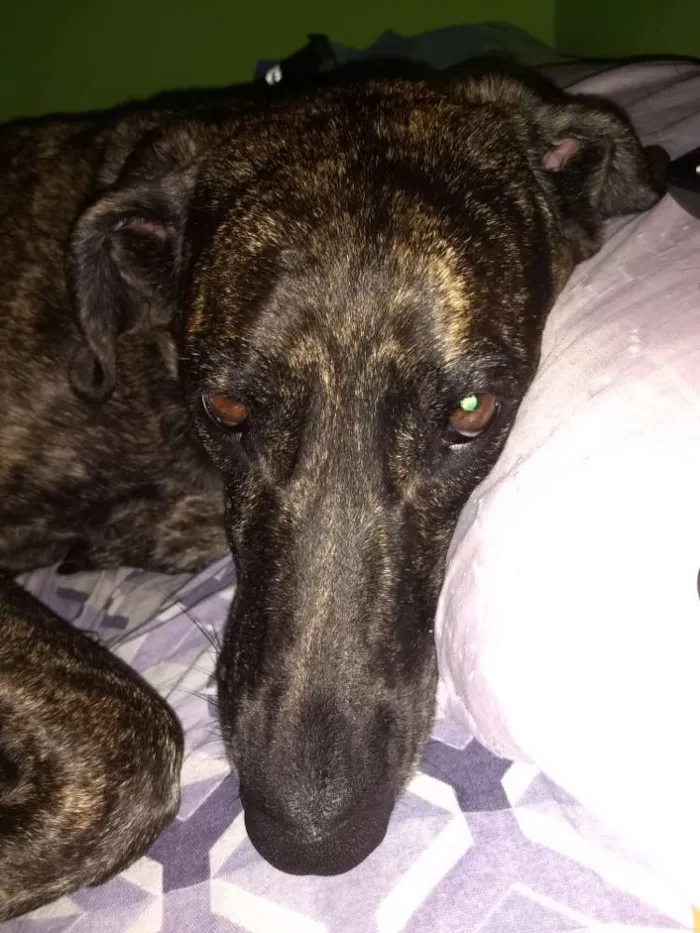 Cachorro ra a Mestiça idade 5 anos nome Manuela
