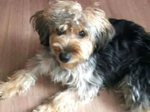 Cachorro raça Yorkshire com Poodle idade 1 ano nome Boby 