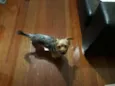 Teo