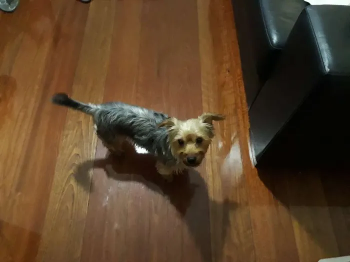 Cachorro raça Yorkshire  idade 1 ano nome Teo