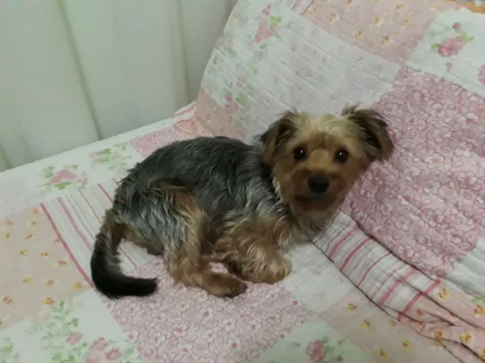 Cachorro raça Yorkshire  idade 1 ano nome Teo
