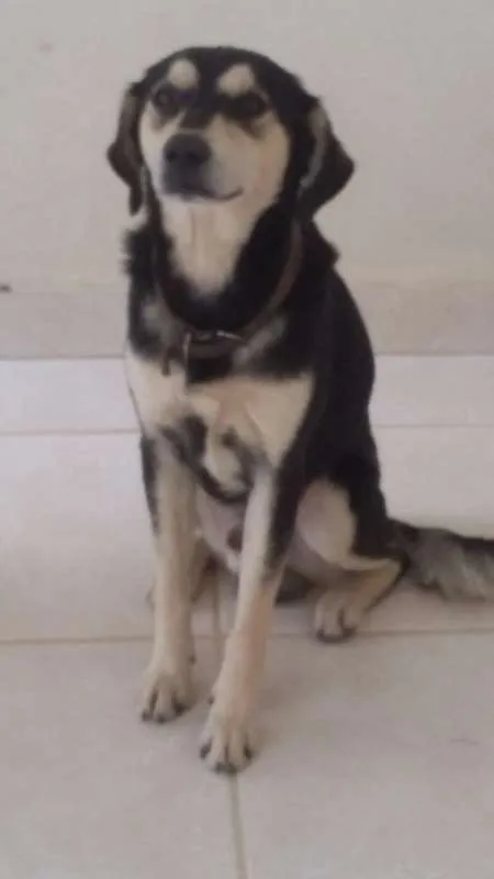 Cachorro raça  idade 1 ano nome Raí