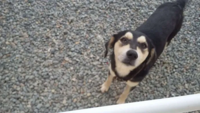 Cachorro raça  idade 1 ano nome Raí