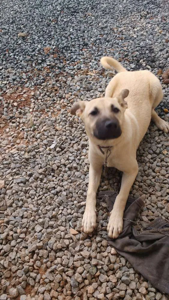 Cachorro raça Quapeca idade 7 a 11 meses nome Bibi.branca .bobi