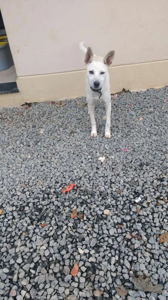 Cachorro raça Quapeca idade 7 a 11 meses nome Bibi.branca .bobi