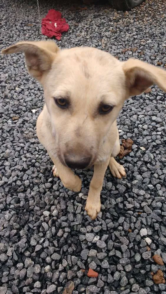 Cachorro raça Quapeca idade 7 a 11 meses nome Bibi.branca .bobi