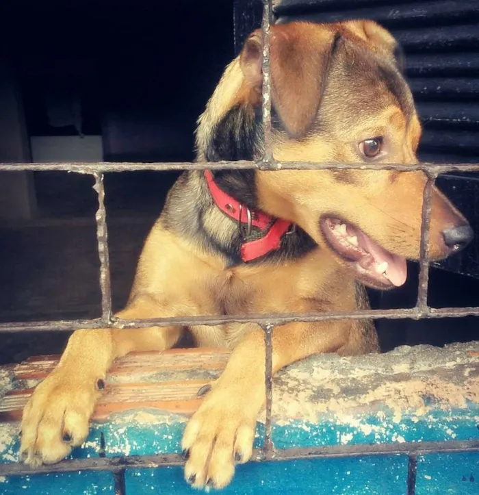 Cachorro raça Vira lata  idade 1 ano nome Rajado (paizinho)