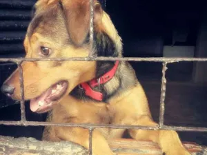 Cachorro raça Vira lata  idade 1 ano nome Rajado (paizinho)