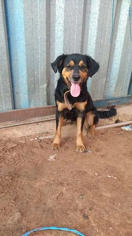 Cachorro ra a  idade 2 anos nome xuxa