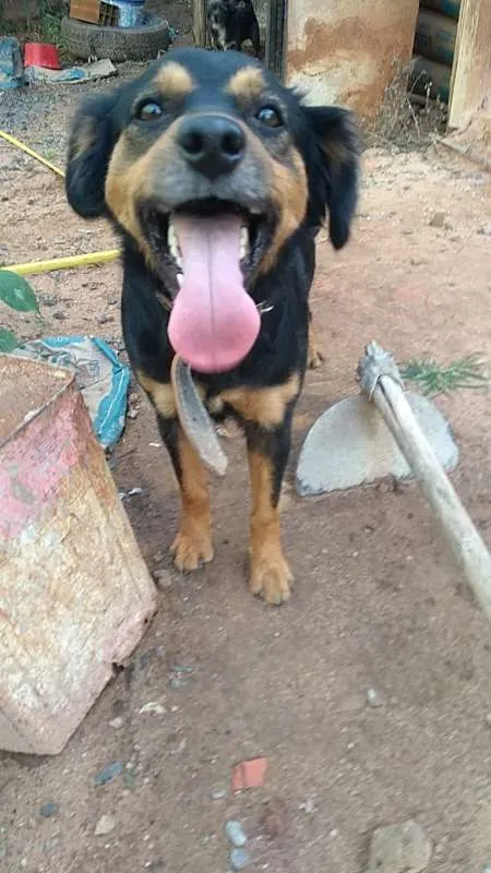 Cachorro ra a  idade 2 anos nome xuxa