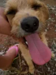 mel