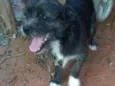 pingo