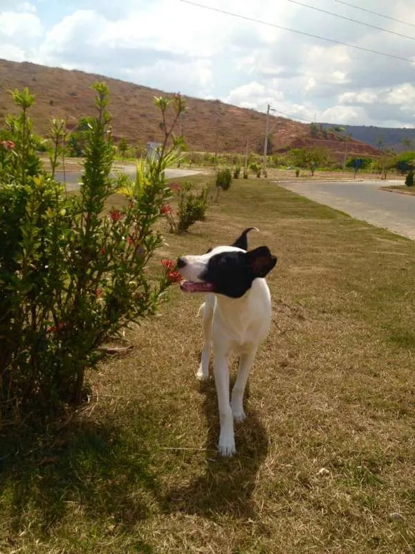 Cachorro raça Mistura Border Collie idade 2 a 6 meses nome Luna Vitória