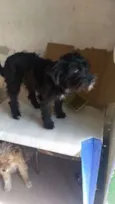 Pretinha peludinha