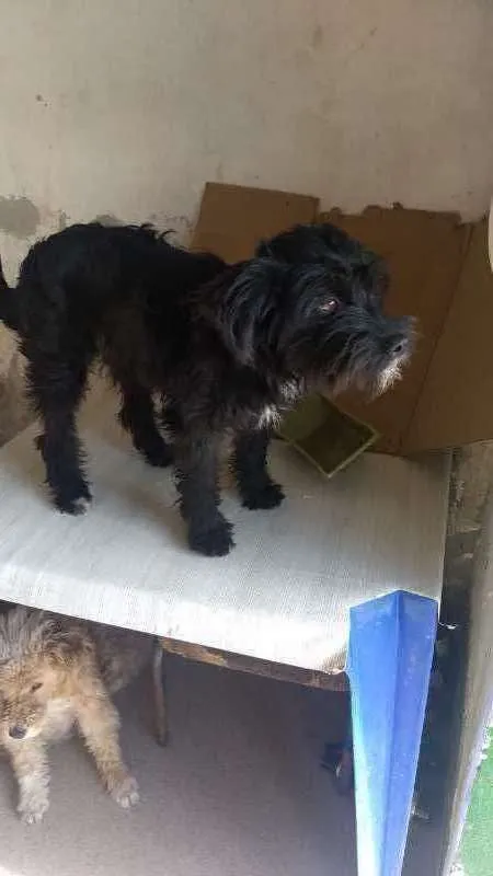 Cachorro raça Mix de Poodle com SRD idade 7 a 11 meses nome Pretinha peludinha