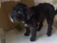 Pretinha peludinha