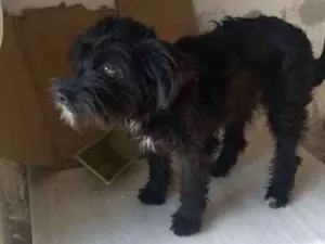 Cachorro raça Mix de Poodle com SRD idade 7 a 11 meses nome Pretinha peludinha