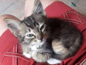 Gato raça Vira lata idade 2 a 6 meses nome Sem nome