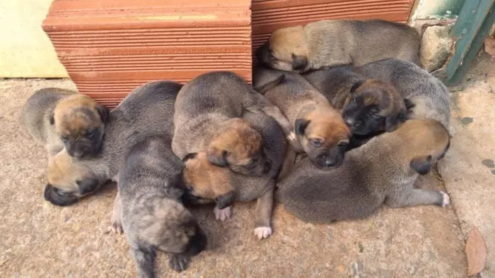 Cachorro ra a  idade Abaixo de 2 meses nome sem nome