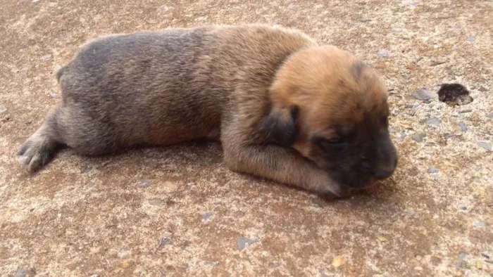 Cachorro ra a  idade Abaixo de 2 meses nome sem nome