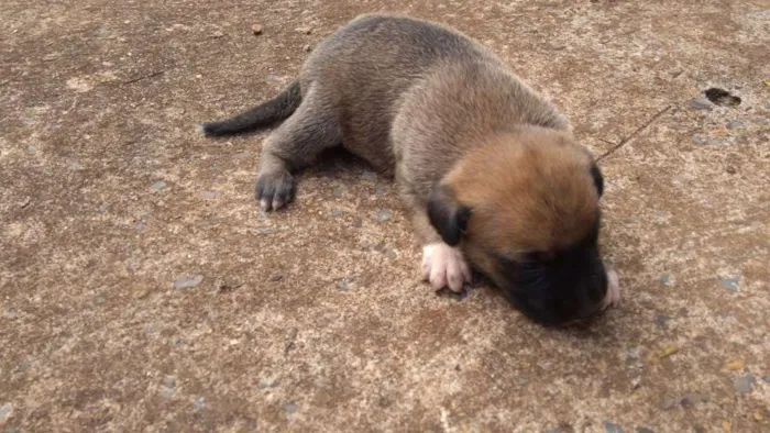 Cachorro ra a  idade Abaixo de 2 meses nome sem nome