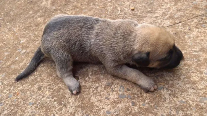 Cachorro ra a  idade Abaixo de 2 meses nome sem nome