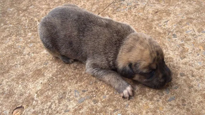 Cachorro ra a  idade Abaixo de 2 meses nome sem nome