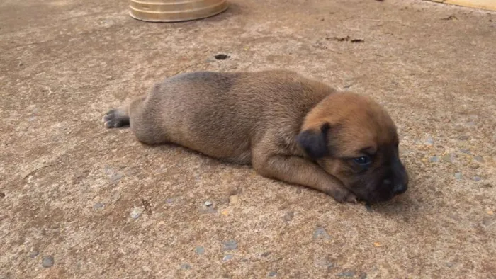 Cachorro ra a  idade Abaixo de 2 meses nome sem nome