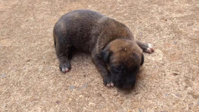 Cachorro ra a  idade Abaixo de 2 meses nome sem nome