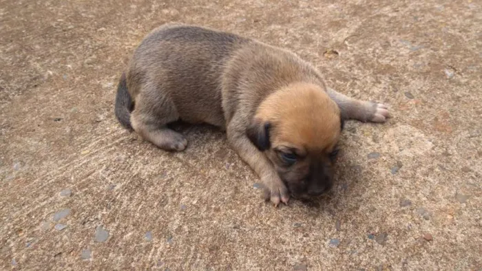 Cachorro ra a  idade Abaixo de 2 meses nome sem nome
