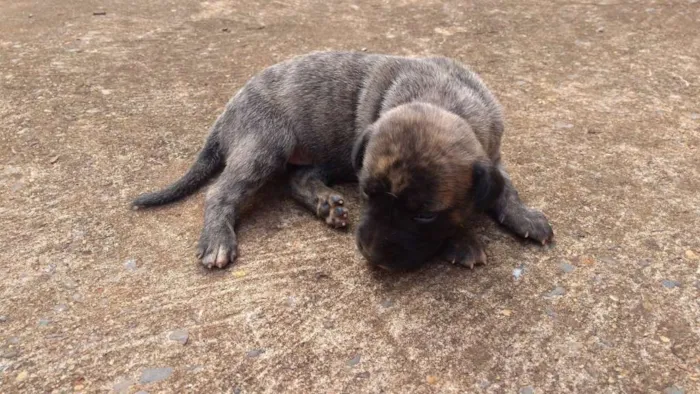 Cachorro ra a  idade Abaixo de 2 meses nome sem nome
