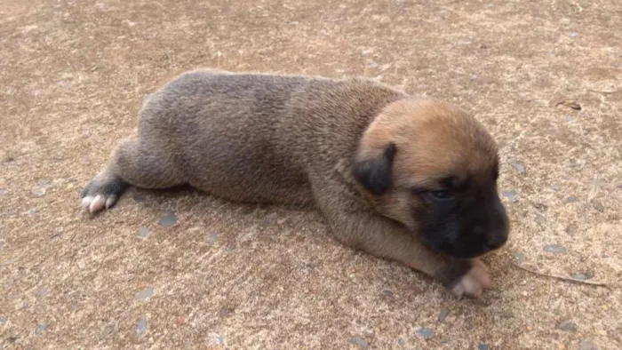 Cachorro ra a  idade Abaixo de 2 meses nome sem nome