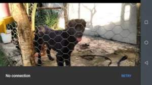 Cachorro raça Labrador idade 3 anos nome Lassie