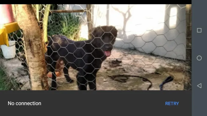 Cachorro ra a Labrador idade 3 anos nome Lassie