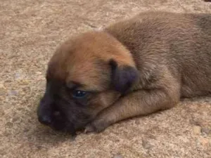 Cachorro raça  idade Abaixo de 2 meses nome sem nome