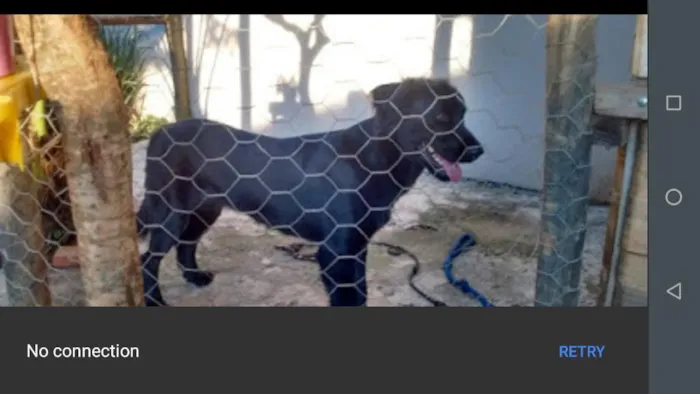 Cachorro ra a Labrador idade 3 anos nome Lassie