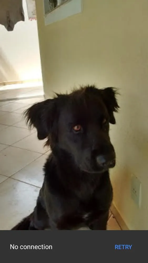 Cachorro ra a Labrador idade 3 anos nome Lassie