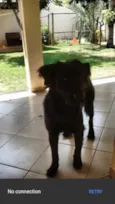 Lassie