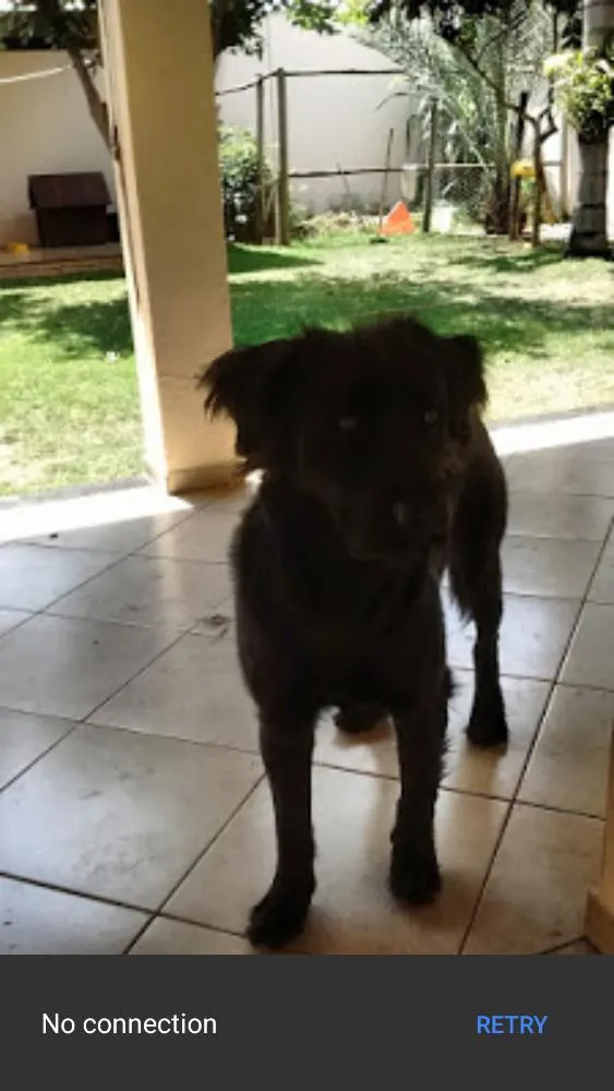 Cachorro ra a Labrador idade 3 anos nome Lassie