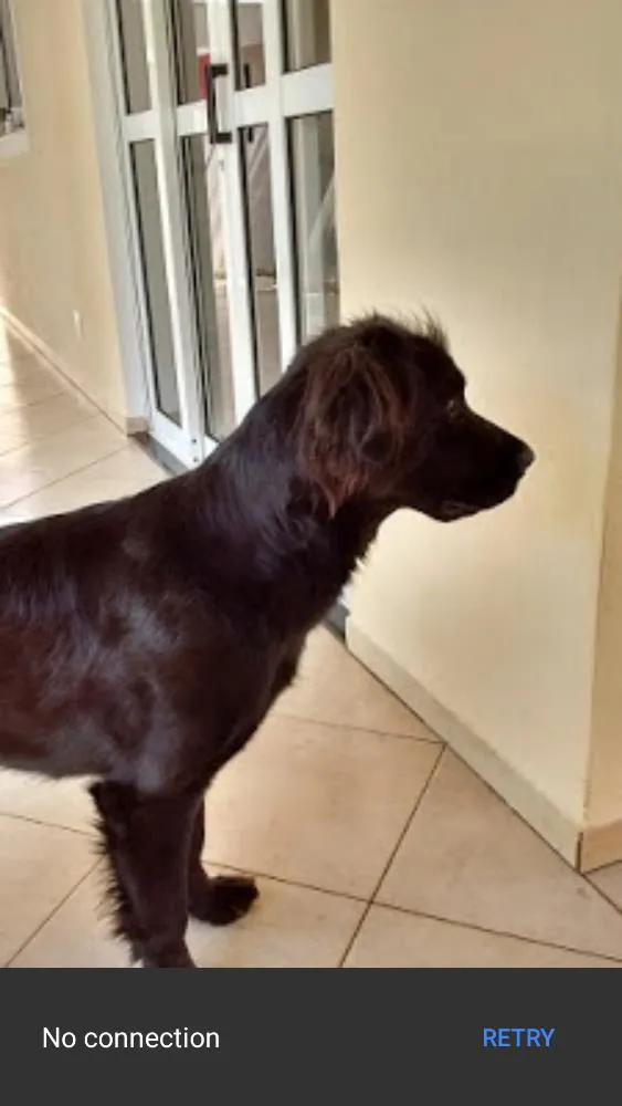 Cachorro ra a Labrador idade 3 anos nome Lassie