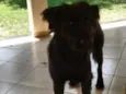 Lassie