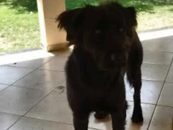 Cachorro ra a Labrador idade 3 anos nome Lassie