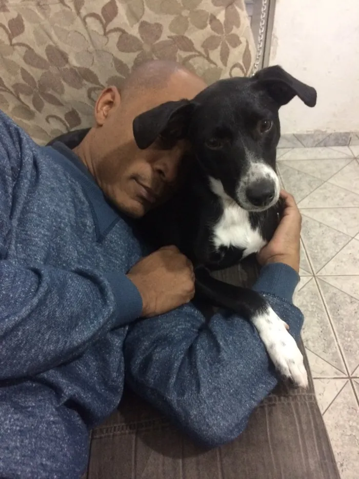 Cachorro raça Vira lata idade 7 a 11 meses nome Jully